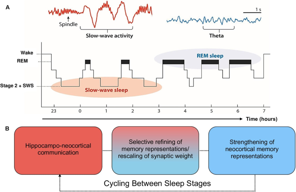 Adequate Sleep to Consolidate Memories